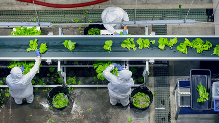 Aerial Shot at an Industrial Food Producer Facility. Conveyor Belt Operators Cleaning Plants,...