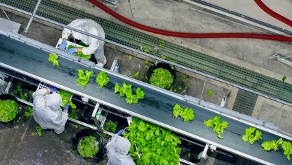 Top Down Aerial Shot of a Team of Conveyor Belt Operators Working at Modern Indoors Vertical Farm Facility. Agriculture Company Producing Fresh Ecological Vegetable Greens for Wholesale