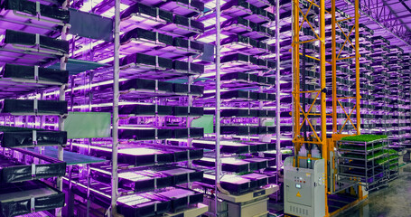 Modern Vertical Farm with Multiple Rows and Layers of Eco-Friendly Plants Growing Under Artificial LED Sunlight. Fresh Green Vegetable Leaves Production Facility. Wide Angle Aerial Shot.