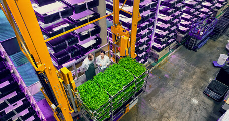 Vertical Plant Farm Specialists Talking on a Lift with a Rack of Fresh Basil Crops. Female and Male...