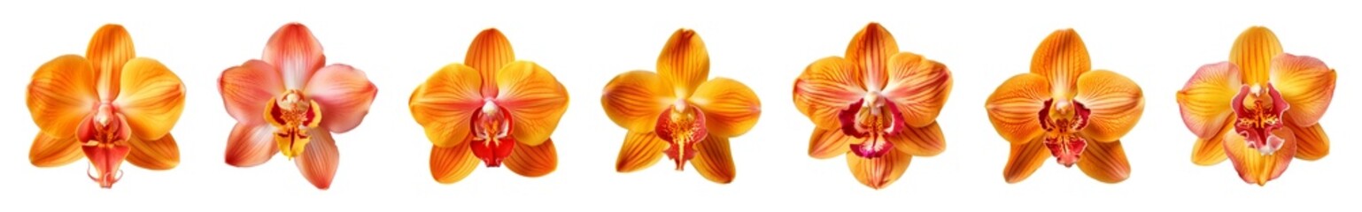 Collection of orange orchid flowers on a transparent background, PNG, top view
