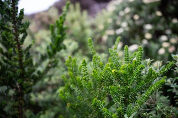 coastal plants growing on the beach in australia. native coastal plants on a cliff by the ocean in a national park in tasmania