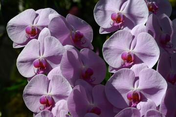 紫の胡蝶蘭