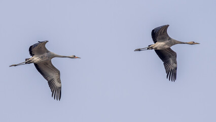 Sandhill cranes in flight during migration