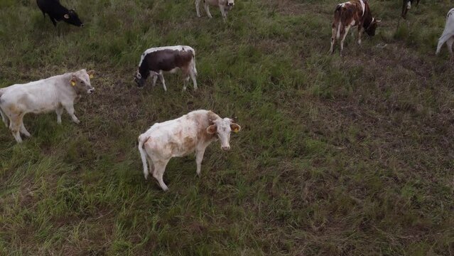 
Mucche al pascolo su prato verde. riprese con drone. 
