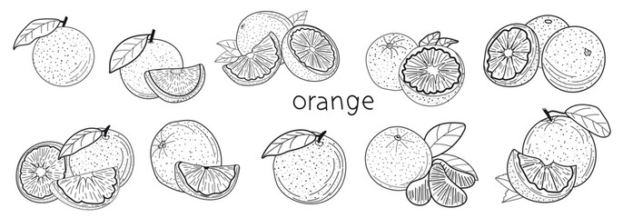Orange berry set, fruit, illustration for designers, sketch, tree, color, branch with oranges for sticker, icon, line art.