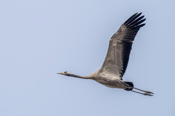 Sandhill cranes in flight during migration