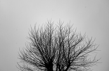 Tree without leaves against foggy sky. Black and white