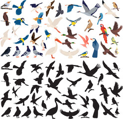 set of birds, different breeds in flat style on a white background vector - obrazy, fototapety, plakaty
