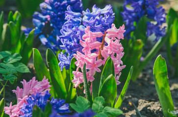 Pink and blue hyacinths on a spring meadow illuminated by the sun