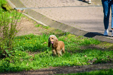 Red cocker spaniel walks with his owner in the spring park