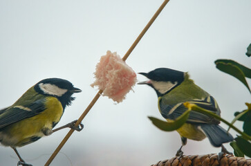Great tits eat a piece of bacon and fat against the backdrop of a winter landscape. © Dmitro