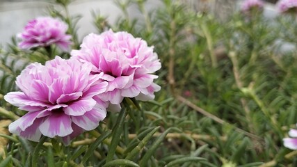 Obraz premium Portulaca flower, Moss rose: Colorful flowers that love the sun, are easy to care for, and make your garden look happy and pretty! 🌼😊