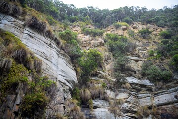 coastal plants growing on the beach in australia. native coastal plants on a cliff by the ocean in a national park in tasmania