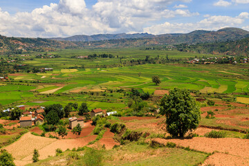 Fototapeta premium View of the rice fields in Betafo near Antsirabe, madagascar