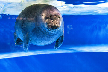 昼寝中のアザラシ © 英考 高橋