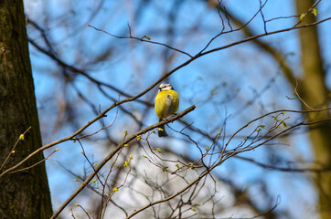 Eurasian blue tit, Cyanistes caeruleus, on a bare tree branch in a park against a blue sky