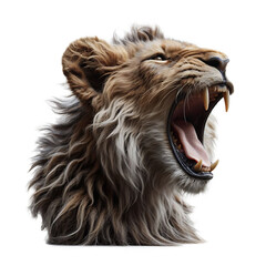 Short-haired lion is roaring in the right direction, isolated on transparent background.