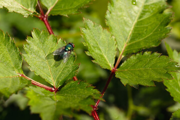 Fly Resting on a Green Leaf
