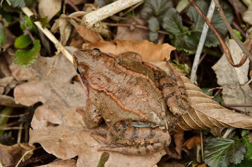 European common frog in the spring forest