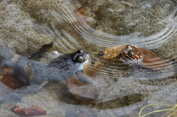 The common frogs or grass frogs and frog eggs (Rana temporaria) in spring pond.