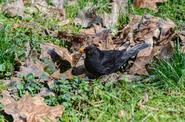 Male of Common blackbird (Turdus merula). A species of true thrush.	