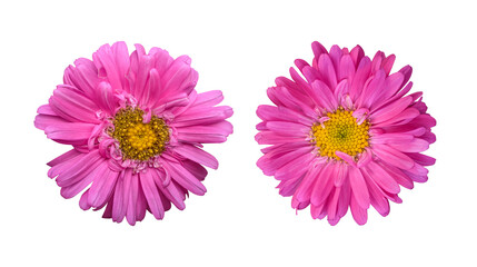 Pink chrysanthemum flowers isolated on transparent background - obrazy, fototapety, plakaty