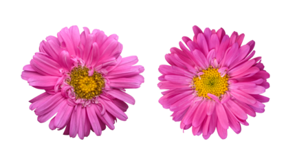 Pink chrysanthemum flowers isolated on transparent background