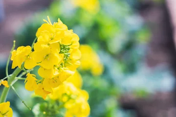 Gardinen 菜の花 © syuntarou