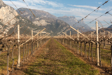 Meleti e vigneti