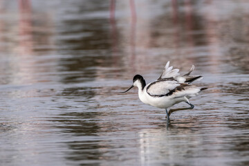 Avocet fishing in a Camargue pond