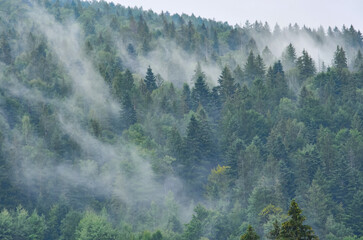 Coniferous forest in the mountains soars after a summer rain