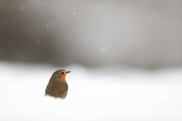 A solitary robin is nestled in a snowy landscape with a soft, muted background and gentle snowflakes falling