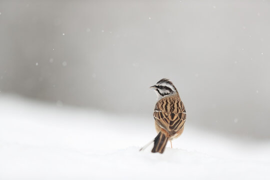 A Crested Lark stands on a blanket of snow with a soft gray backdrop and snowflakes gently falling around