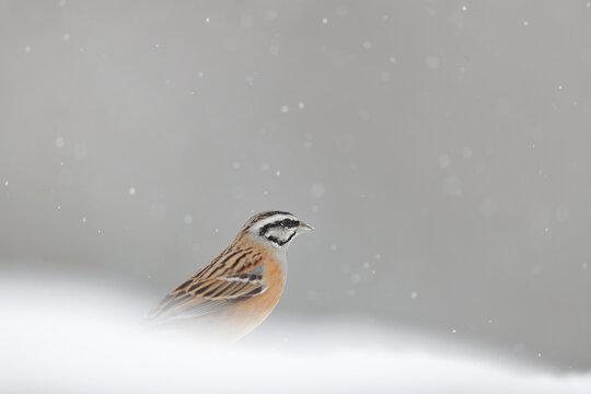 A bunting braves the winter, standing on snow with snowflakes falling against a soft gray background