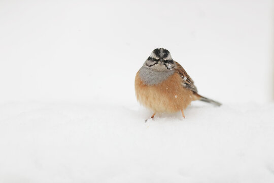 A bunting stands out against a white snowy backdrop, with flakes of snow dotting its feathers