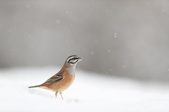 A banded Rufous-collared Sparrow stands gracefully in a snowy setting with gentle snowfall around