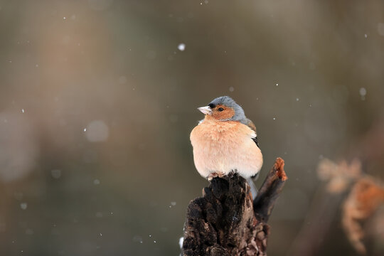 A Chaffinch is perched on a charred stump, puffing its feathers against a backdrop of falling snowflakes