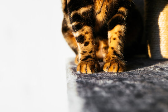 Close-up of a cat's paws on soft surface