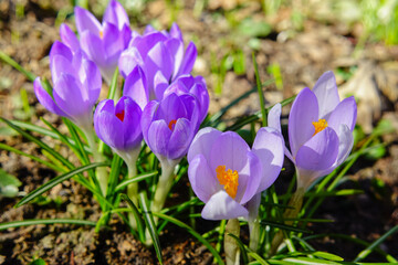 Delicate crocuses in the spring meadow in the park