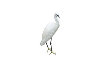 Close-up view of a white egret isolated on a transparent background png file.