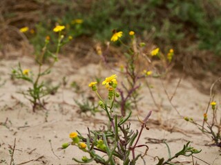 Yellows flowers of groundsel or old-man-in-the-spring (Senecio vulgaris) growing on sand dune, Spain