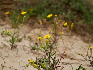 Yellows flowers of groundsel or old-man-in-the-spring (Senecio vulgaris) growing on sand dune, Spain