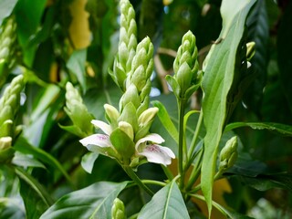 Early flowering of Malabar nut, adulsa, adhatoda, vasa or vasaka (Justicia adhatoda) in mid-February, Spain
