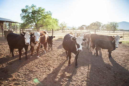 Backlit cattle in dusty australian stockyard on Aussie farm