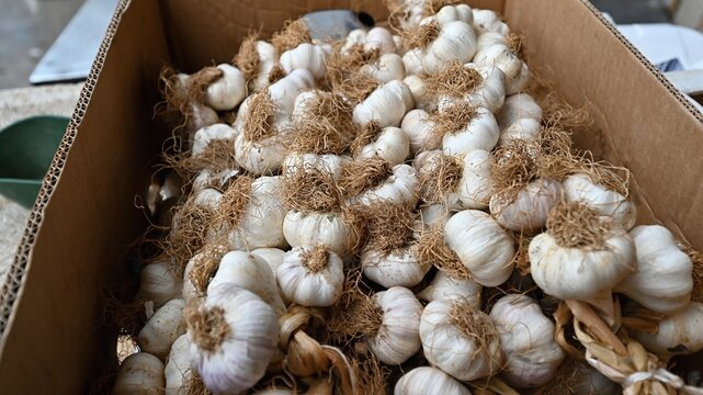 close-up of ripe garlic in the market