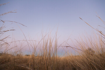 Pink and blue pastel sky behind stalks of grass on farm