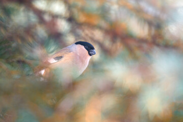 Bullfinch in the coniferous branches of the Christmas tree
