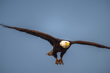 american bald eagle
