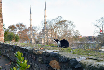 A stray cat in Istanbul, Turkey - 734940784